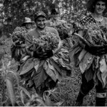 Manoca – Natália Ferreira de Figueiredo